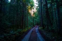 Woods Walk 01