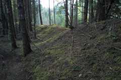 Woods Walk 05