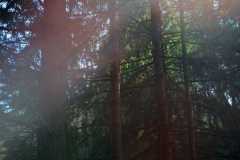 Woods Walk 06