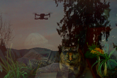Drone Cat