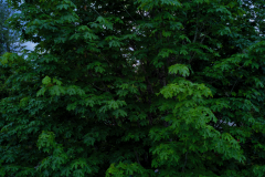 AerialEye.ca_cd.06.02.21_011-output