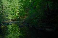 Bowen Park 12