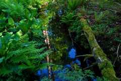Colliery Dam Park 03