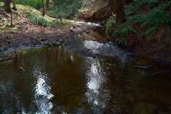 Creekside 03