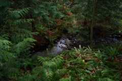 Creekside 02